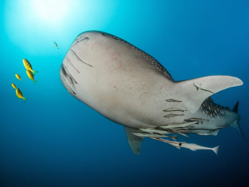 Whale Shark on Tofo Beach Mozambique