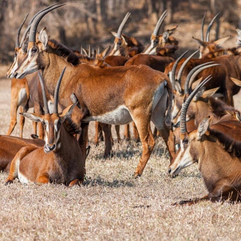 Mozambique, Gorongosa National Park, Sable antelope Pala Pala