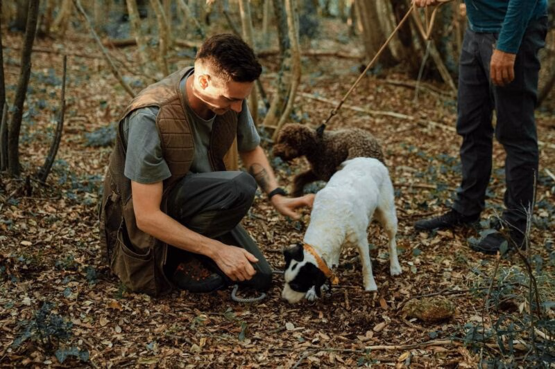 A man kneeling in a forest with two dogs searching through leaves during luxury Tuscany holidays.