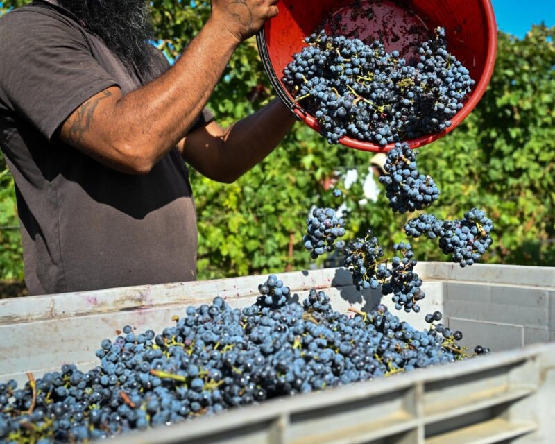 A worker pouring a bucket of dark grapes into a large container on luxury Tuscany trips.