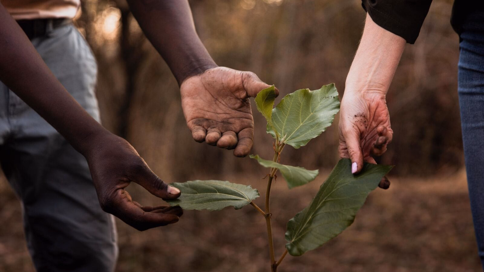 Close-up of hands gently touching the leaves of a young plant for a positive impact.
