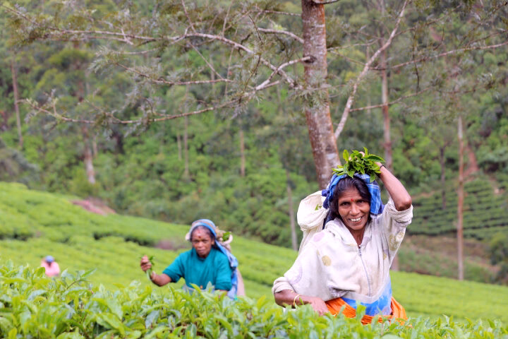 Two women harvesting tea leaves in a green field for a positive impact.