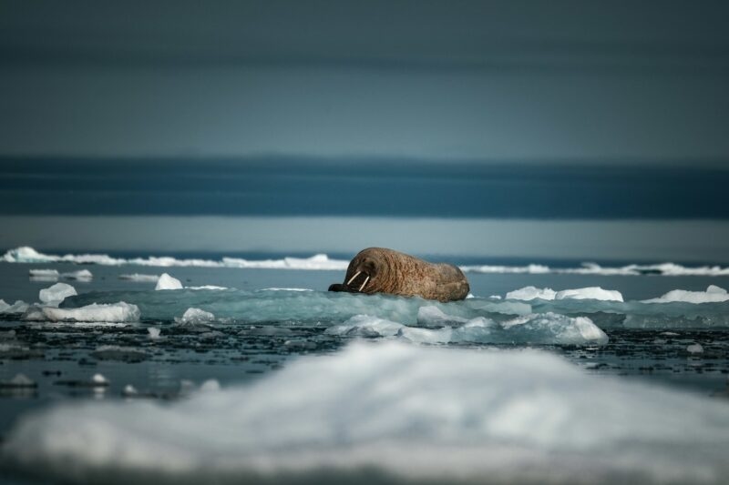 walruses in the arctic expedition cruise