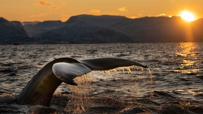 spotting whales in Norway during your expedition cruise Arctic