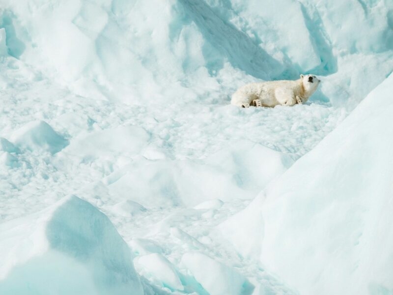 polar bear in Svalbard Arctic