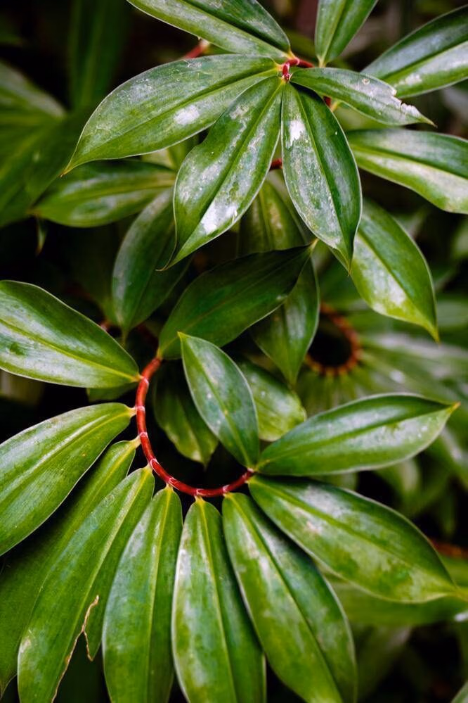 Beautiful spiral shape of tropical leaves found in Costa Rica
