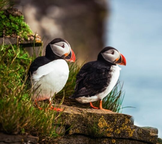 A close-up of two puffins perched on a cliff's edge.