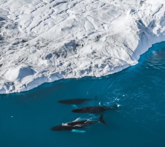 Aerial view of three humpback whales swimming next to an iceberg in Greenland