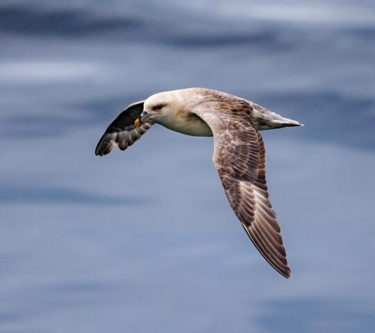 A fulmar in flight.