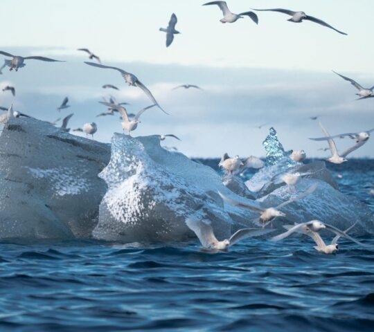 Seabirds flying over a block of ice in the sea near Greenland