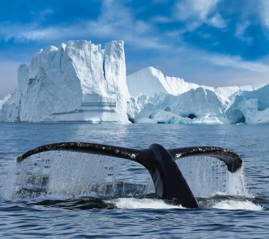 Close up of a whale's tail breaching the water off the coast of Greenland