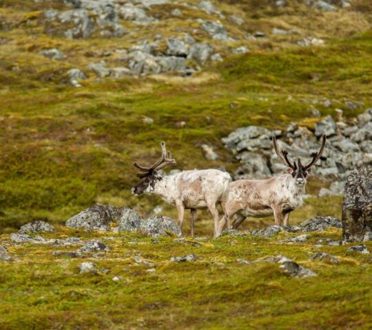 Two reindeer with large antlers on the grass