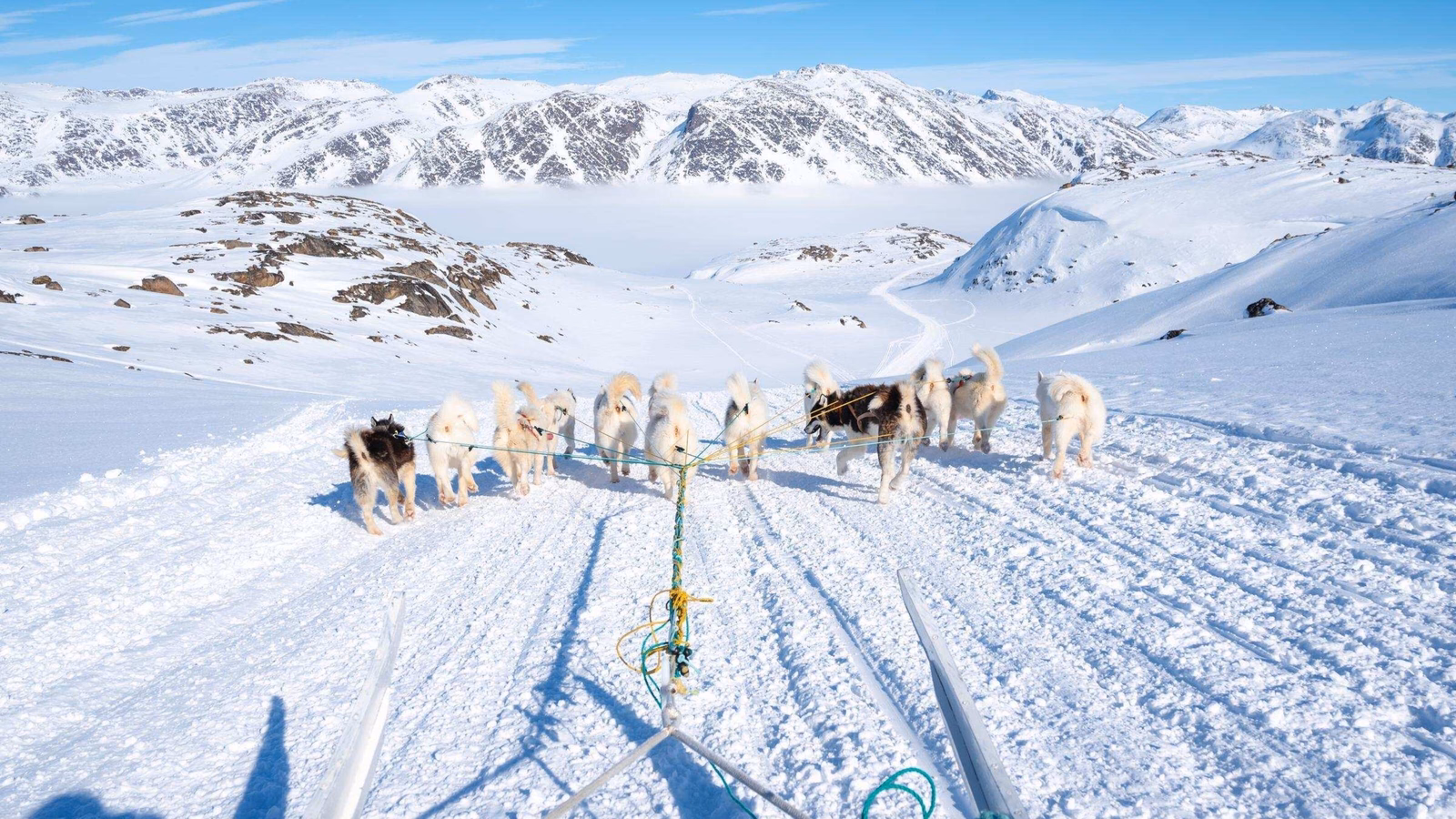 View from a sled of dogs pulling the sled across a snowy landscape in Greenland
