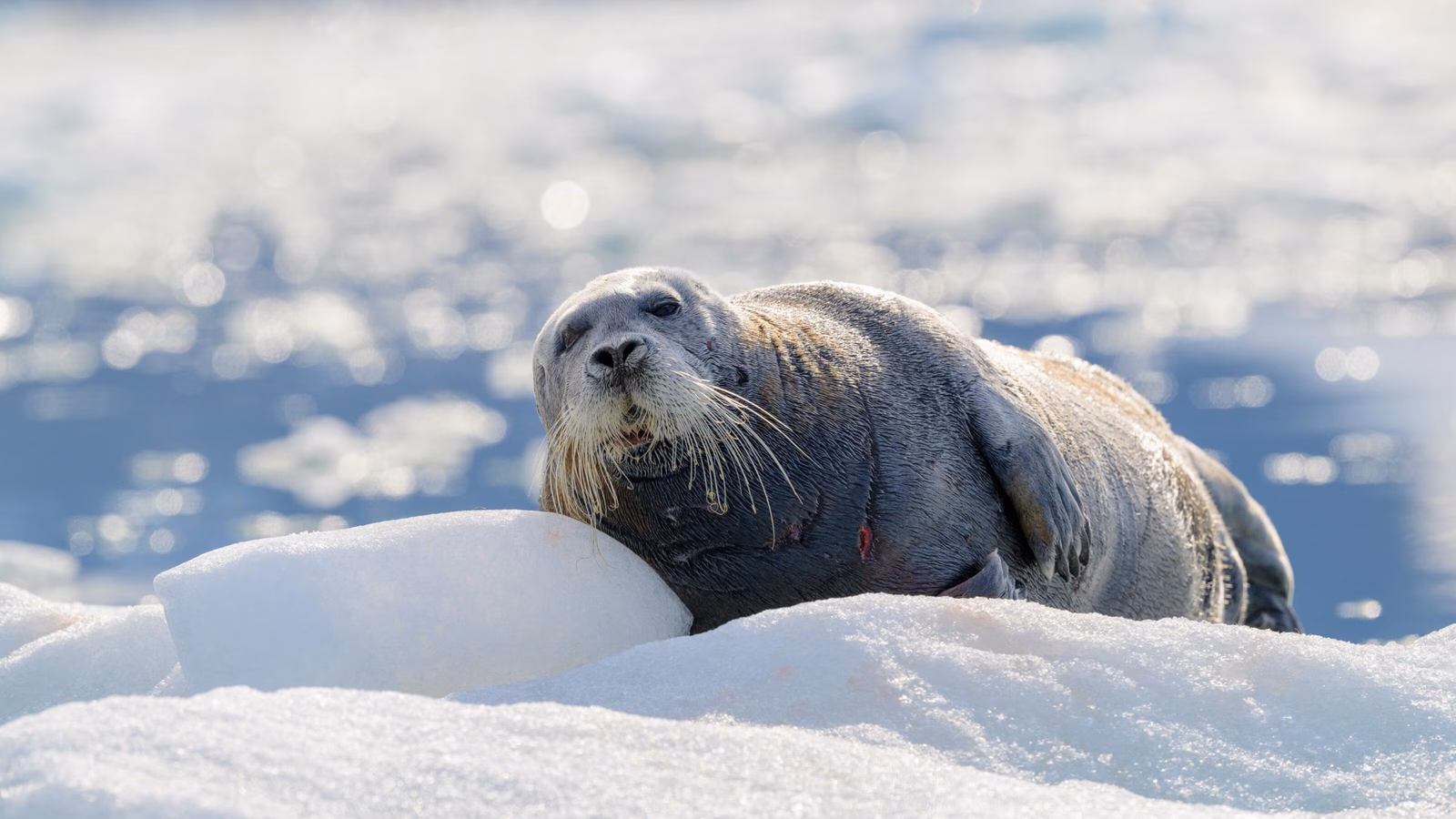A bearded seal lounging on the ice in the Arctic