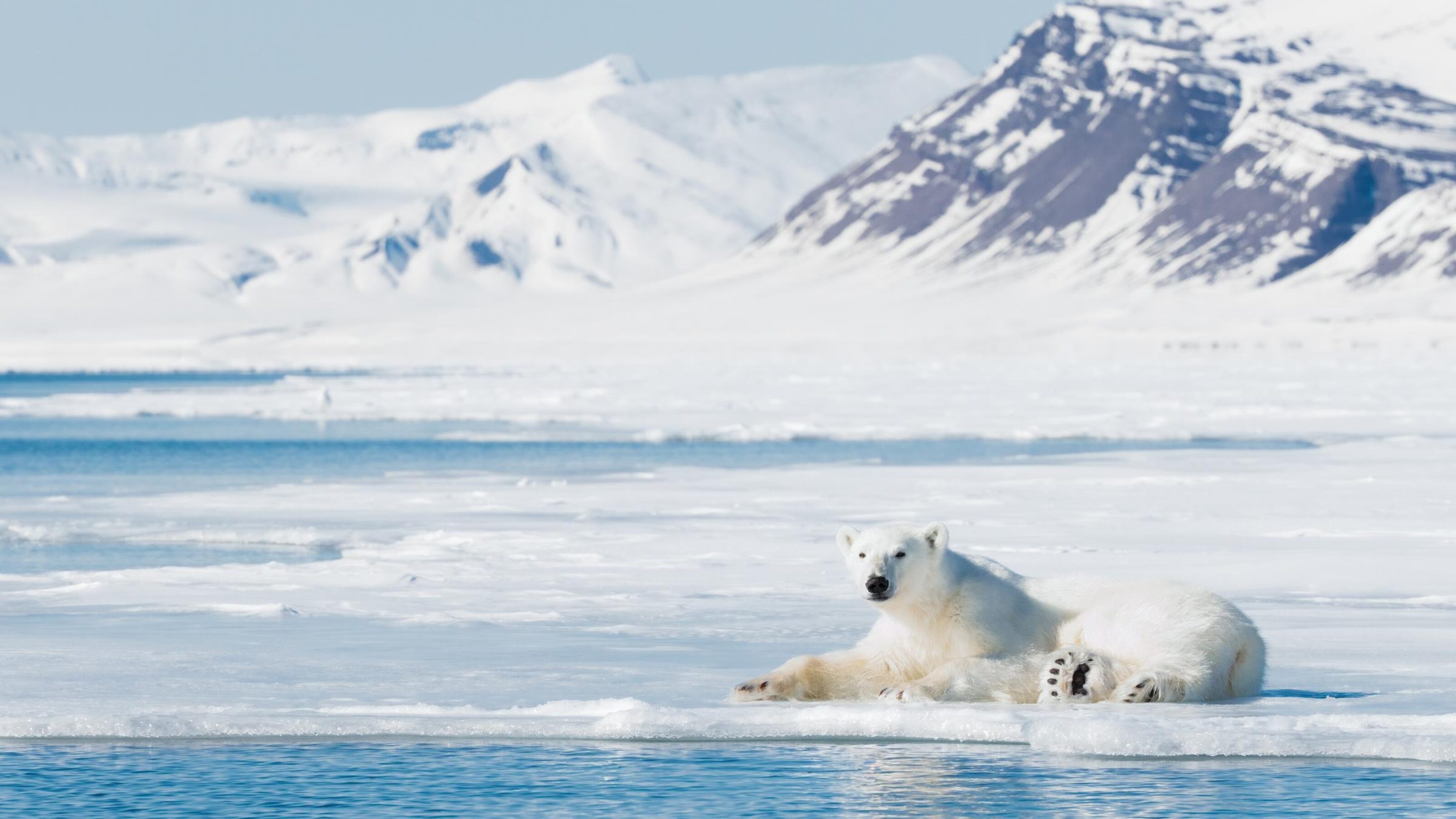 A polar bear laying on the ice next to the water in the Arctic