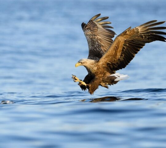 A white tailed eagle about to grab its catch from the sea.