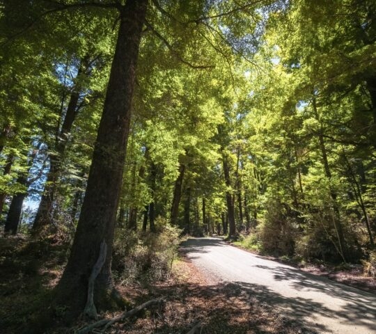 The native forests of Glenorchy lit by the sun in New Zealand