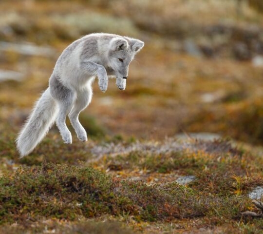 An arctic fox jumping in the grass on Svalbard