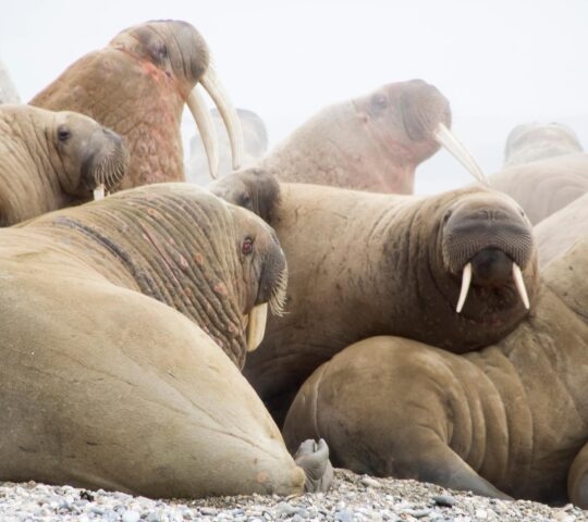 Close up shot of walruses in a haul-out on Svalbard