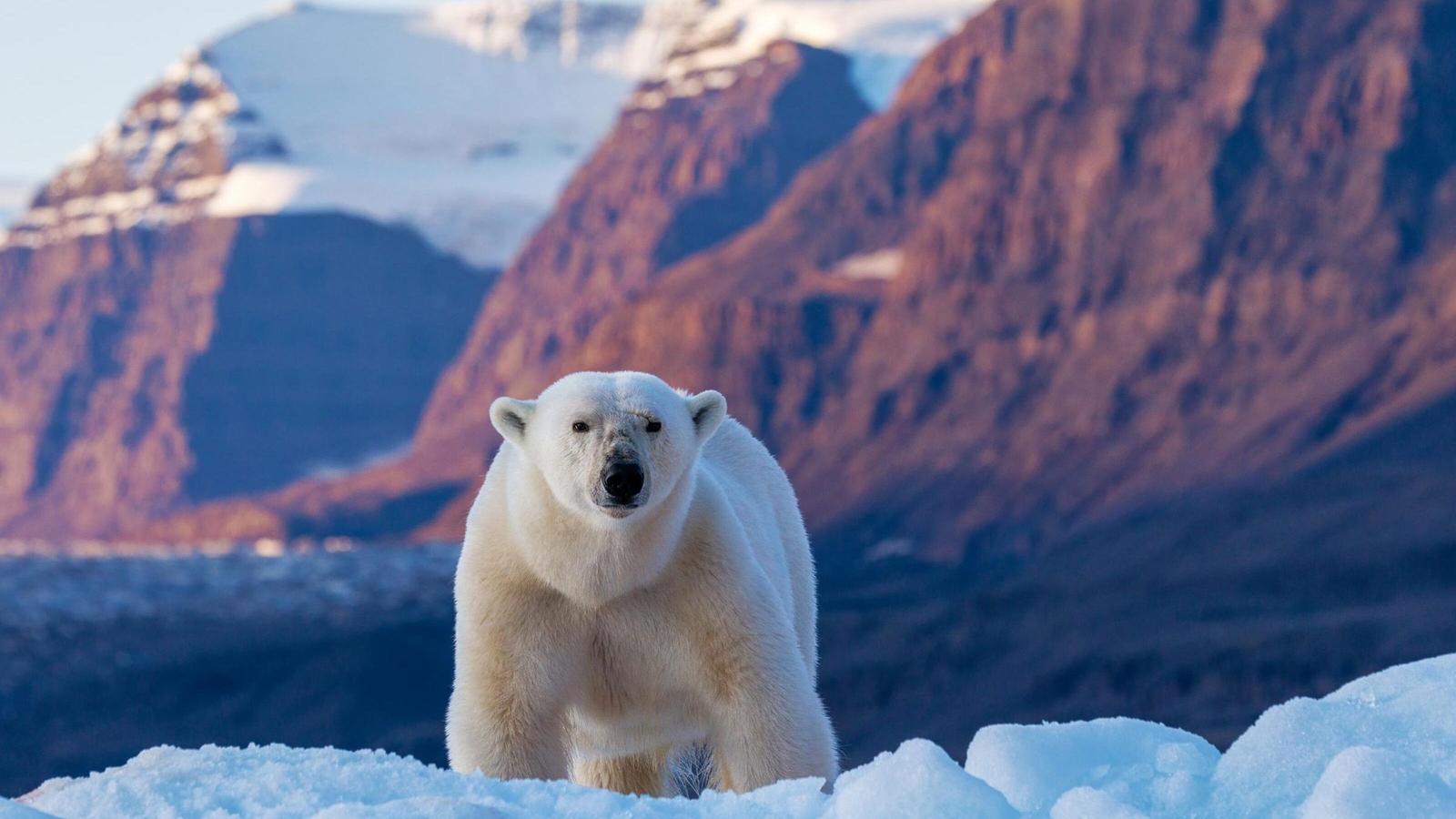 A polar bear standing in front of towering mountains.