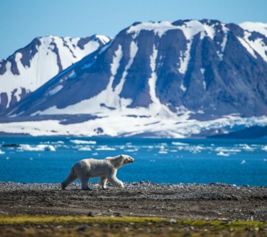 A polar bear walking in south Spitsbergen, Svalbard with snowy mountains in the backdrop.