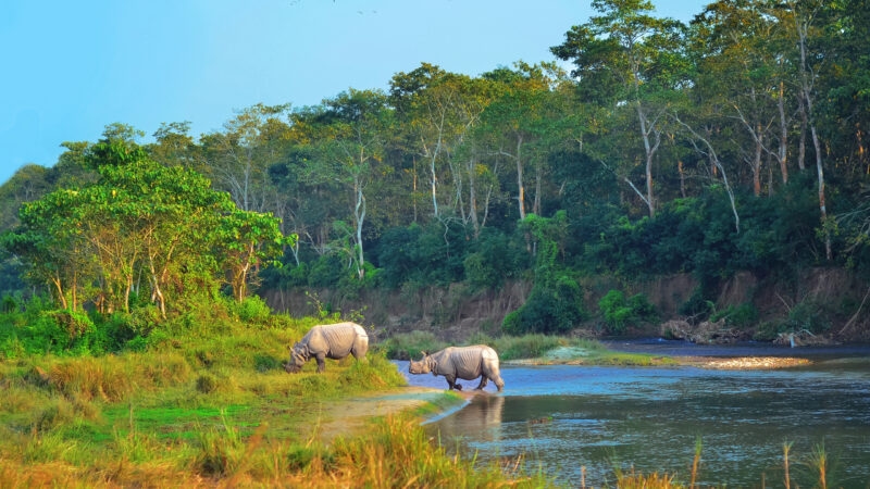 Wild landscape with asian rhinoceroses