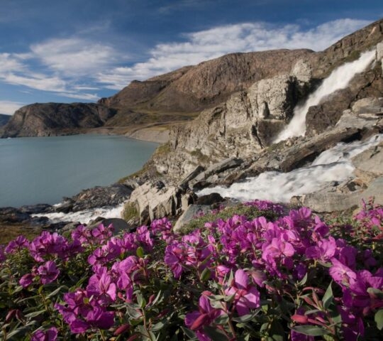 Close up of purple flowers with a waterfall and ocean in the background on Disko Island, Greenland
