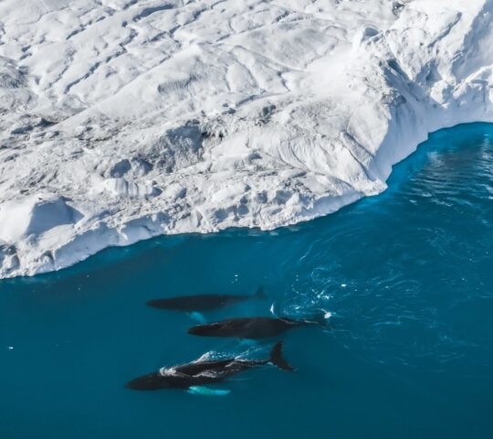 Aerial view of whales swimming alongside an iceberg in Disko Bay, greenland