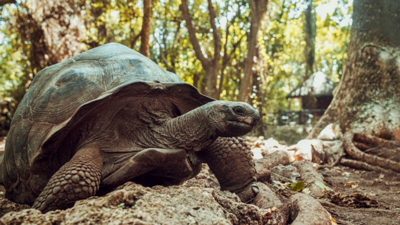 Giant Seychelles turtle in the Park on the island of Prison, Zanzibar, Tanzania Zanzibar