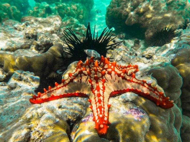 Red knobbed sea star and sea urchins snorkelling in Zanzibar