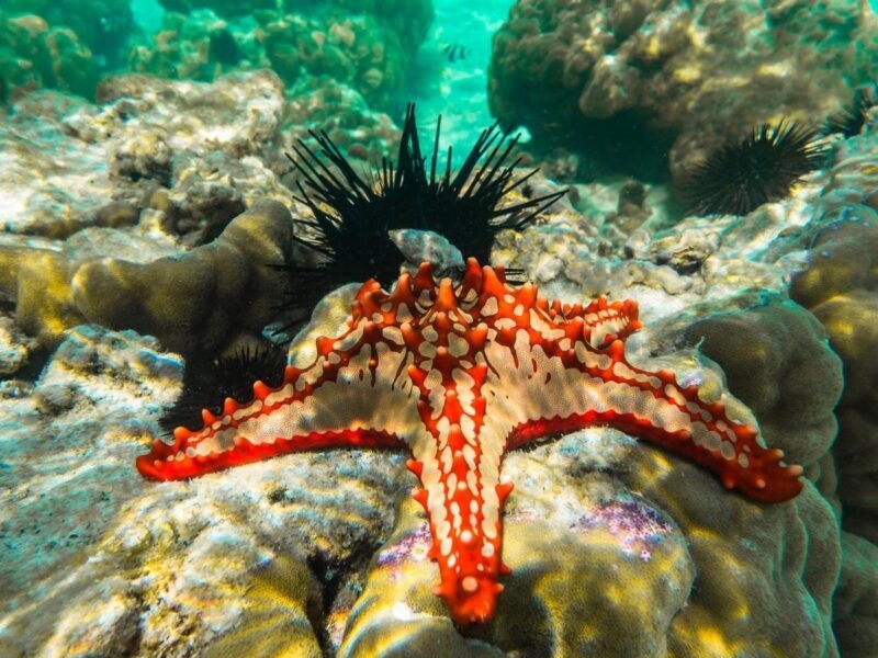Red knobbed sea star and sea urchins snorkelling in Zanzibar