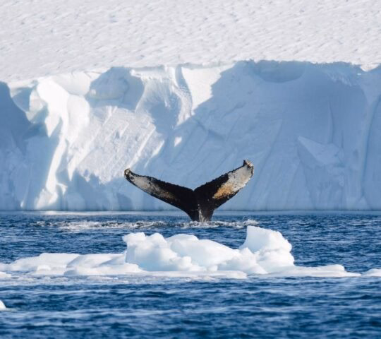 A whale's tail breaching the water in front of an iceberg in Greenland
