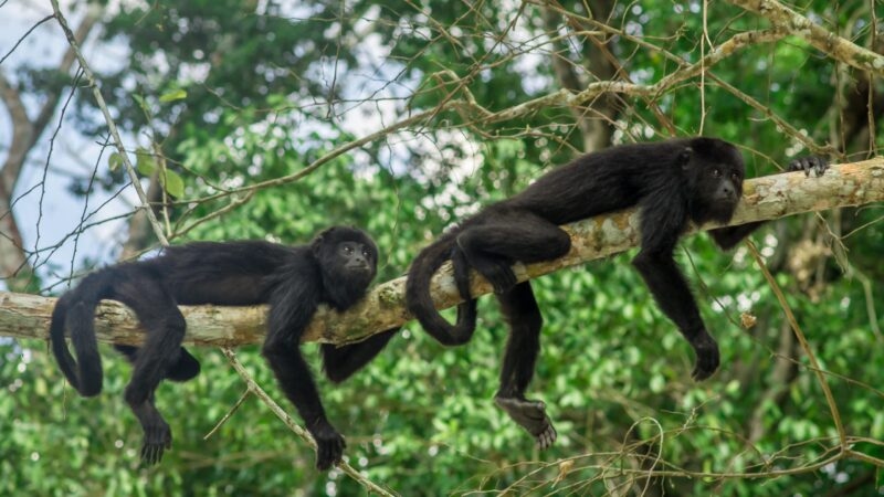 monkeys sitting on a tree in the rainforest by Tikal - Guatemala