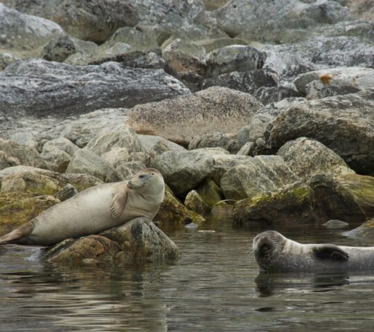 Harbor Seals lounging by the water in Smeerenburg, Svalbard