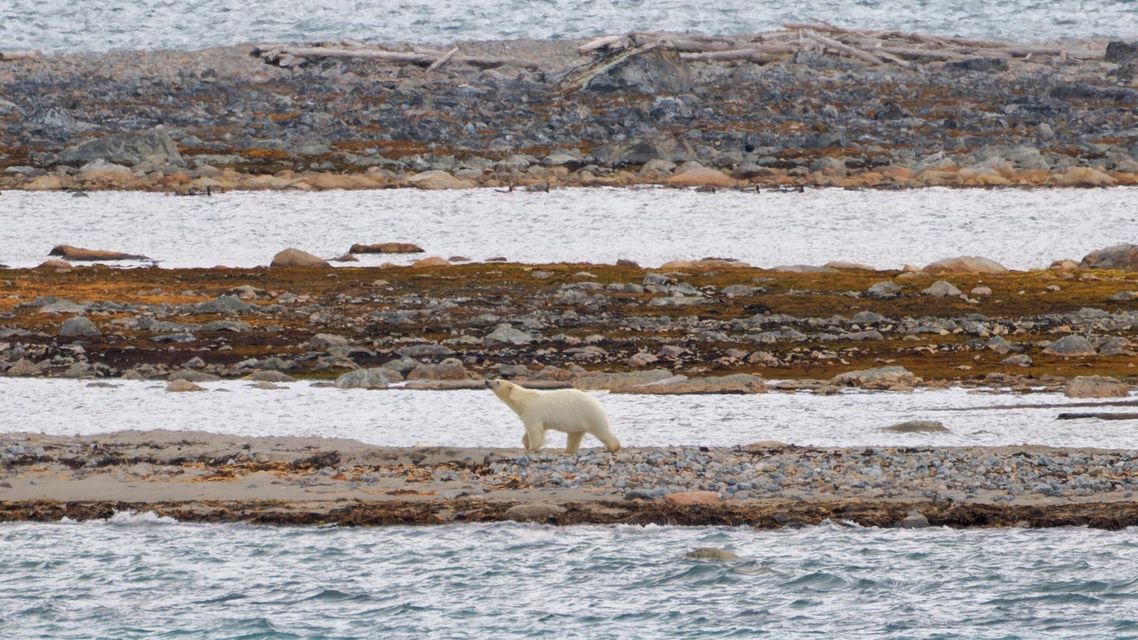 A polar bear strolling by the water in Smeerenburg, Svalbard