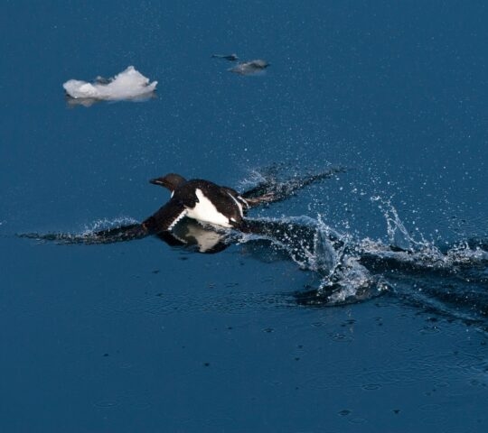 A Brünnich’s guilletmot swimming through the water to catch fish