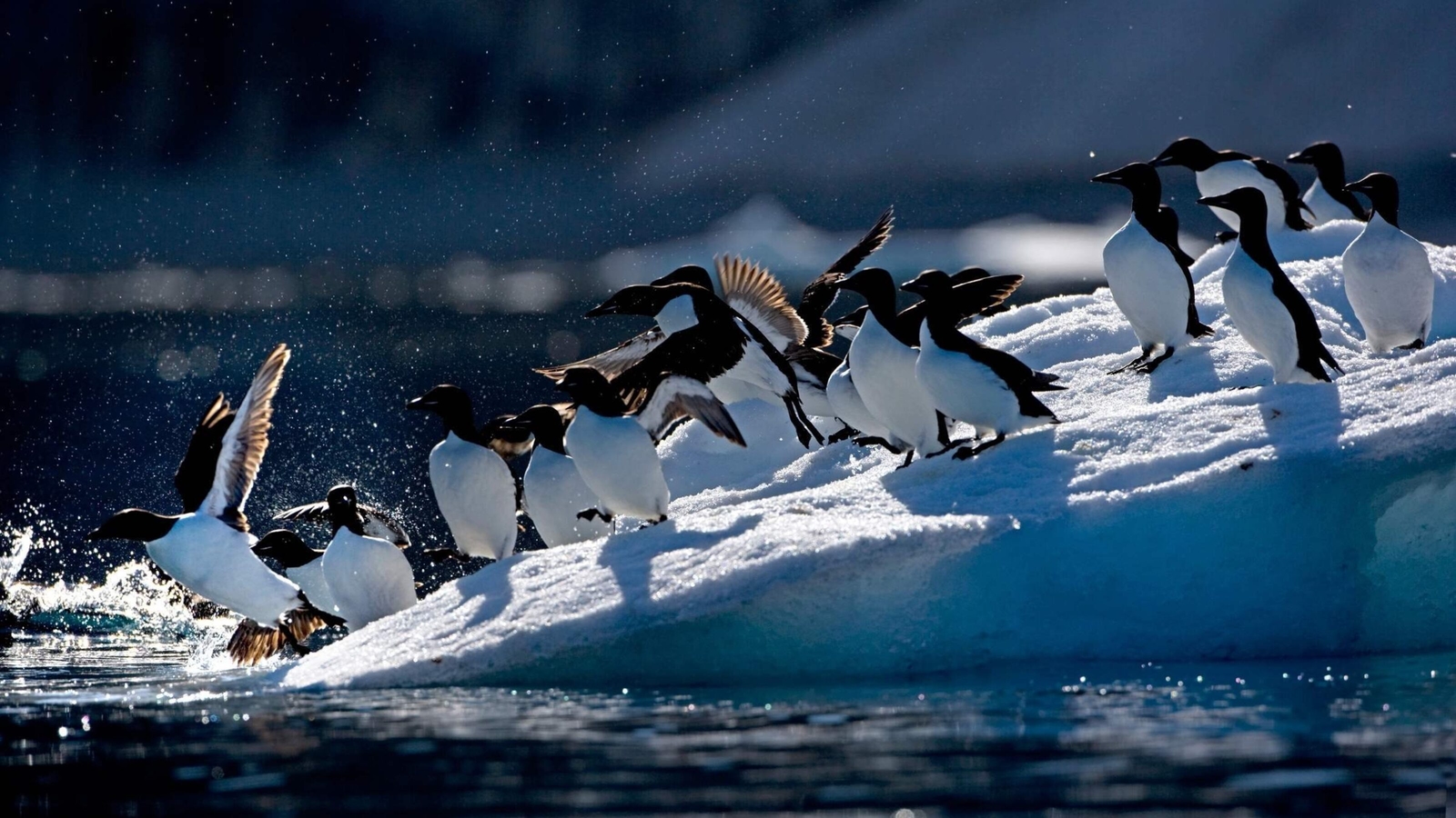 A flock of Brünnich’s guilletmots diving off a slab of ice into the Artic waters