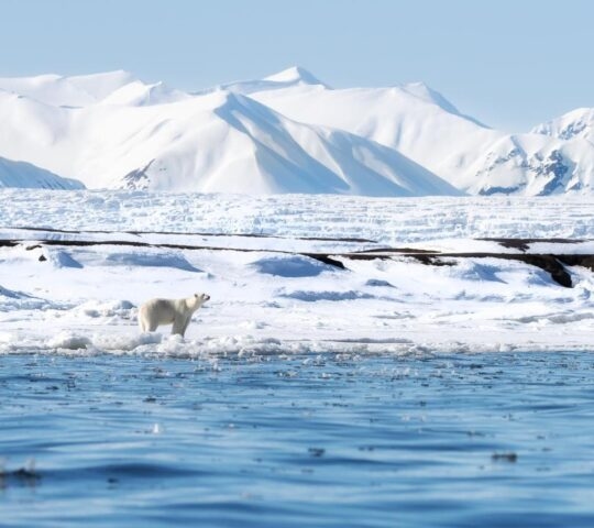 A female polar bear walking along flat ice next to the water with mountains in the background in Svalbard