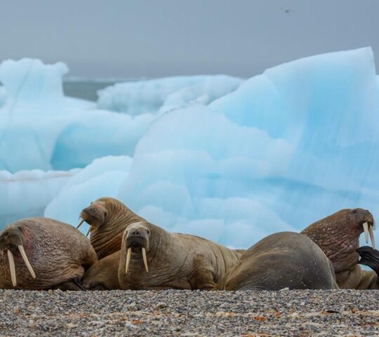 walruses laying on the beach in Svalbard with chunks of ice in the background