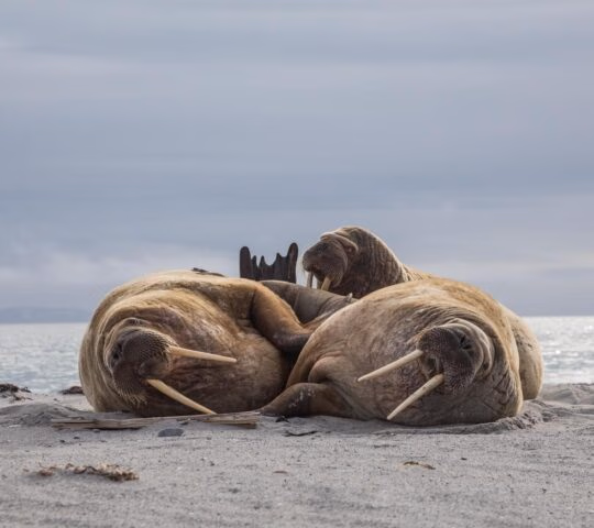 Three walruses resting on a beach.