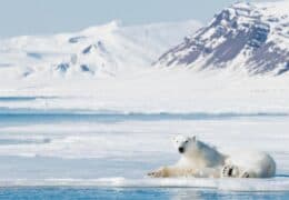 Ten days of Arctic wonder and wildlife