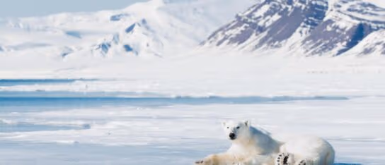 A polar bear lounging on ice with snowy mountains in the backdrop.