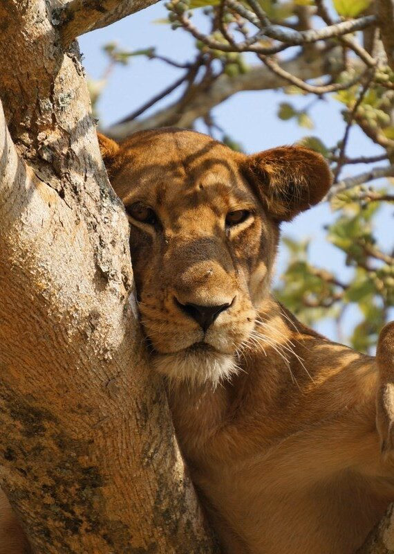 spotting lions in a family trip Queen Elizabeth National Park