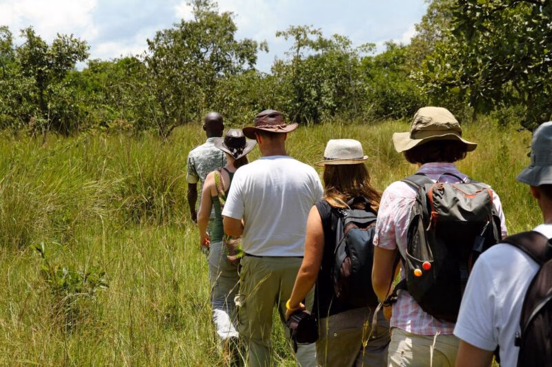 A group of tourists walk single file following a local guide on safari in Ziwa Rhino Sanctuary, Uganda.