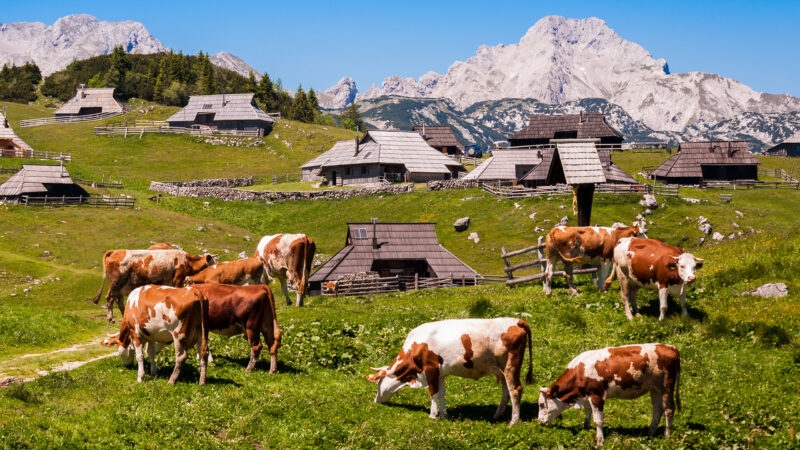 The cows and herdsmen's huts on the Big Pasture Plateau in Slovenia