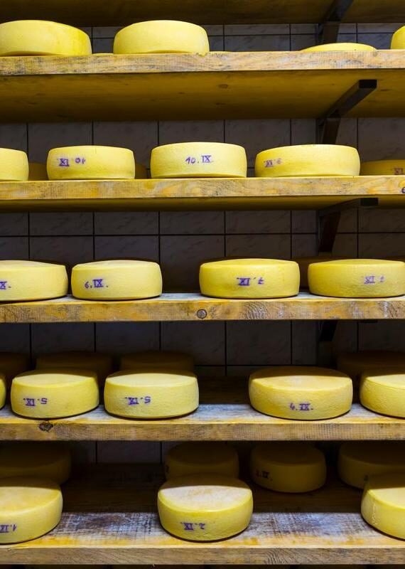 Cheese Organic tourist farm family travel in Julian Alps, Municipality of Tolmin in Slovenia