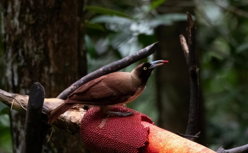 Female of Lesser Bird of Paradise or Paradisaea West Papua