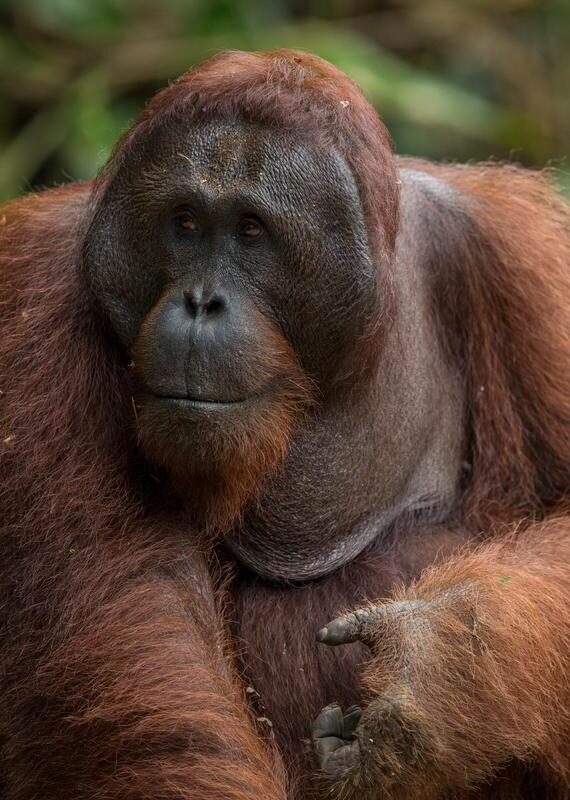 Dominant male orangutan in Borneo