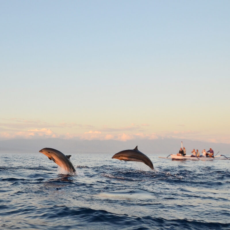 Dolphin watching during the sunrise time at Sanur Bali Indonesia