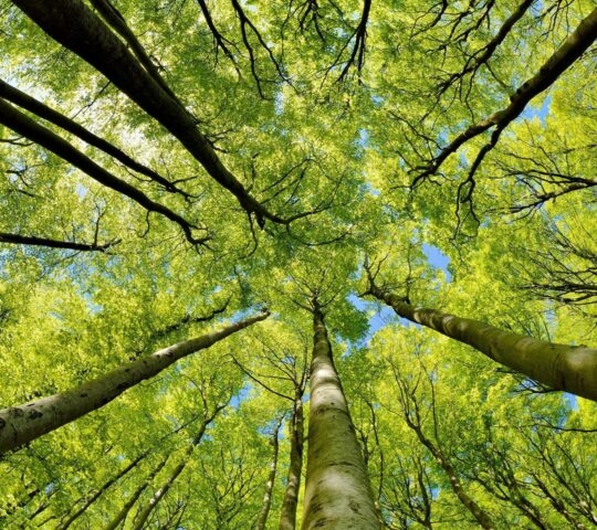Beech Trees Forest in Early Spring, from below, fresh green leaves
